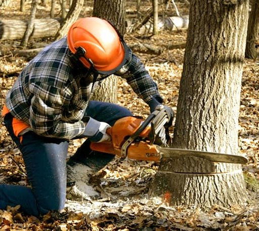Tree Removal in Sutherlin, VA